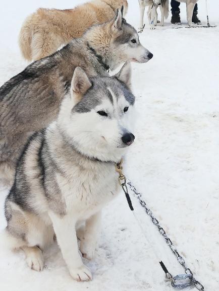 Husky Erlebnistag mit Husky Wagenfahrt